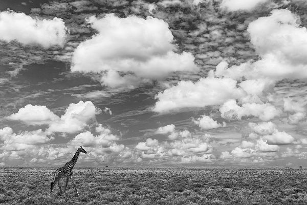 Masai Giraffe on open plains of Serengeti National Park-Tanzania-Africa-Giraffa